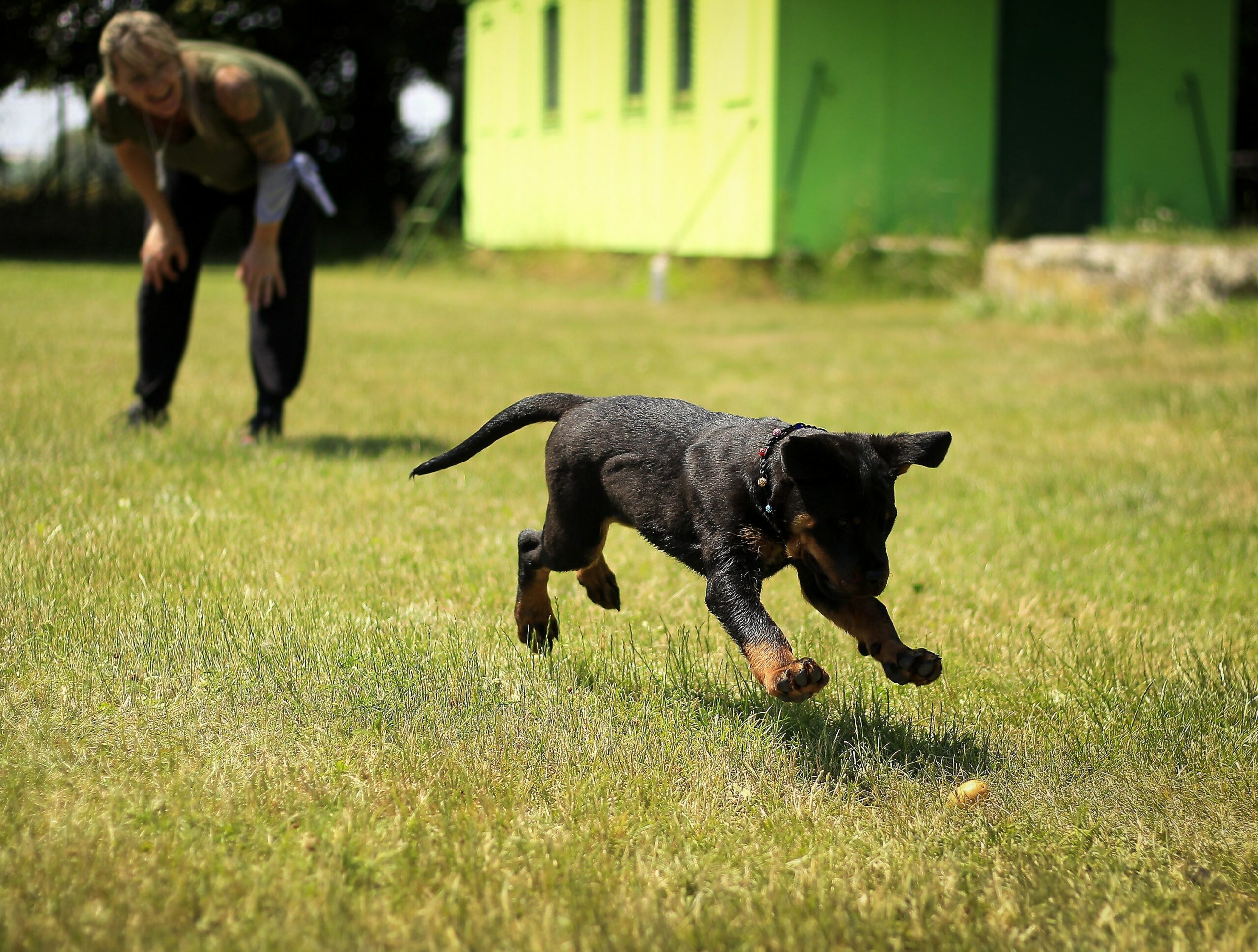 Preventing Aggression in Rottweiler Puppies for a Safe Home