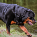 Start Training Your Rottweiler Puppy Early: At What Age?