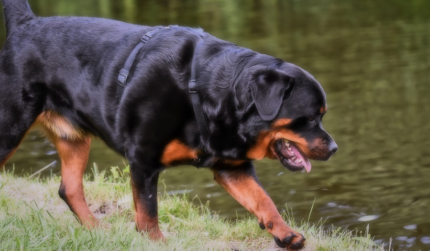 Start Training Your Rottweiler Puppy Early: At What Age?