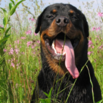 Get to Know Rottweiler Breed Behavior: Essential Traits and Personality