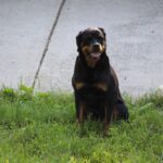 Top Dog Food Brands for Rottweilers: Keep Them Healthy