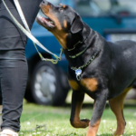 Mastering the Art of Rottweiler Training: A Comprehensive Guide