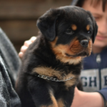 Top cute names for a Rottweiler puppy