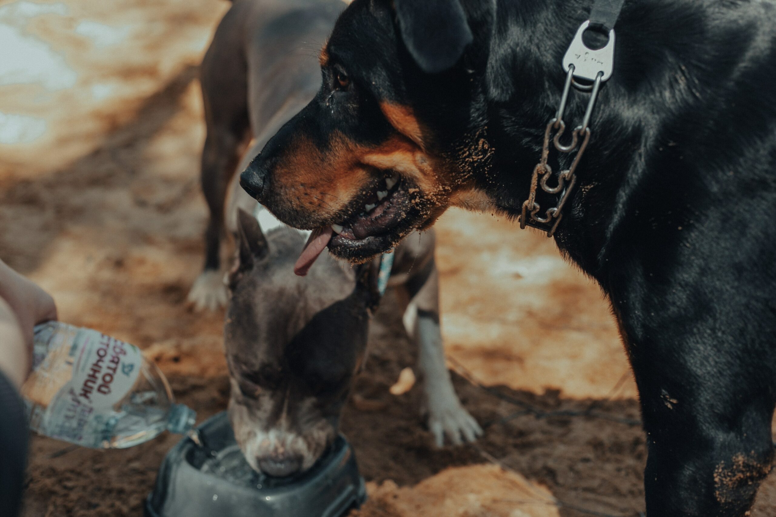 Train Your Rottweiler How To Attack And Be Protective Of Your Home