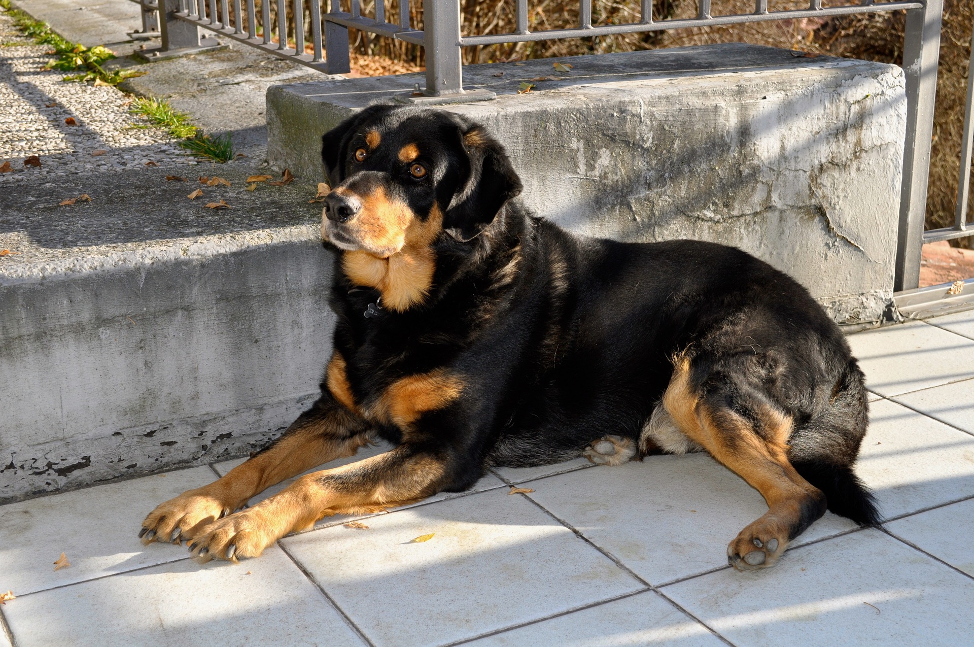 Trained Rottweiler for Sale Will They Be Obedient & Loyal