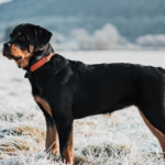 Start Your Rottweiler Puppies Training Off Right with These Tips