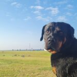 Unique boy dog names for Rottweilers