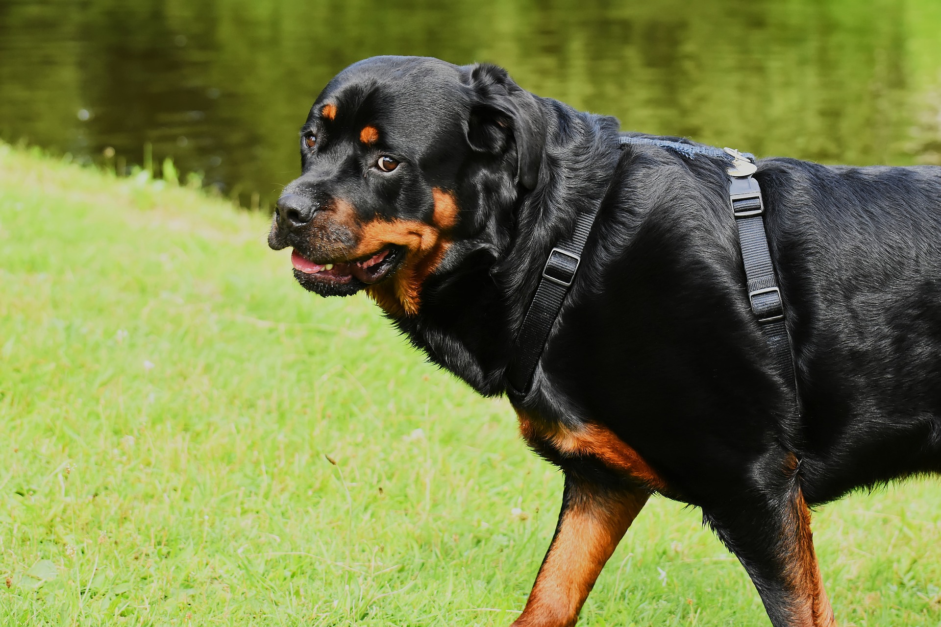 United States Rottweiler Training Find a Local Trainer Near You