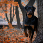 Rottweiler Puppy Training: Simple Tips and Tricks