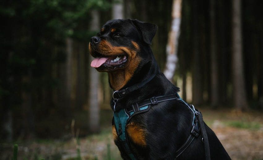 Transform Your Rottweiler into a Protective Guard Dog