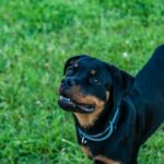 Why Rottweilers May Become Aggressive During Petting