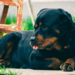 Rottweiler Health: Understanding and Preventing Common Issues