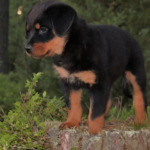 Nourishing Your Rottweiler Puppy: The Best Foods for Optimal Growth and Health