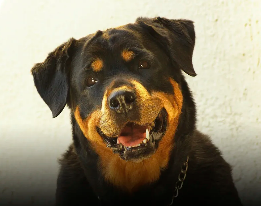 all about rottweilers health