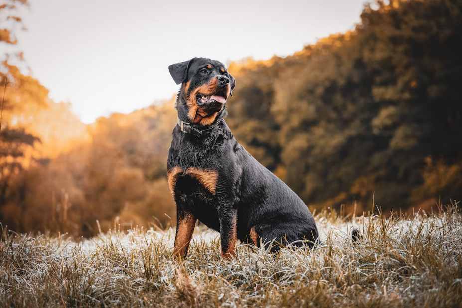 american rottweiler health issues