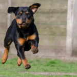 best teething toys for rottweiler puppies