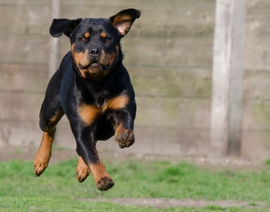 best teething toys for rottweiler puppies