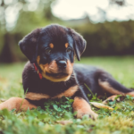 best toys for rottweiler puppies