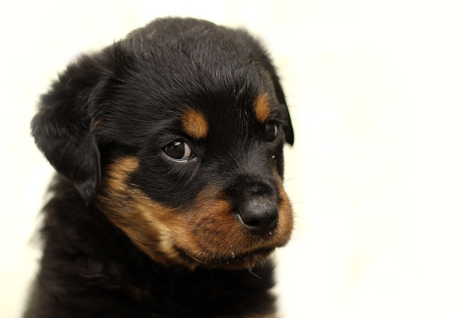 chew toys for rottweiler puppies