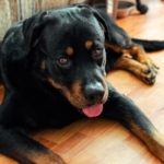 common health issues with rottweilers