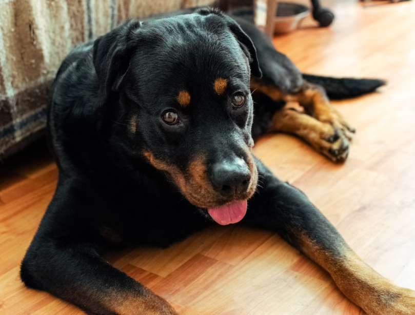 common health issues with rottweilers