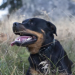 Common Rottweiler Health Issues: Signs of Dental Problems