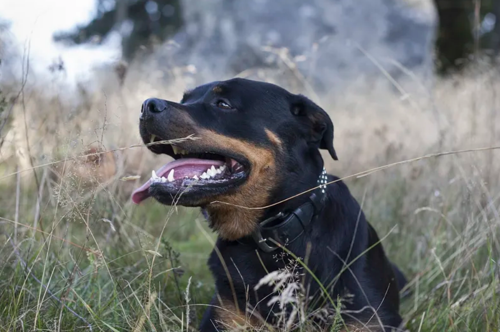 common rottweiler health issues