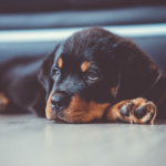 A Guide to Normal Rottweiler Puppy Behavior and Growth
