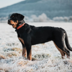 Dog Toys for Rottweilers: Choosing the Right One for their Personality