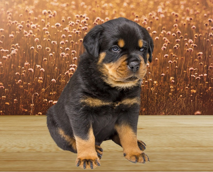 rottweiler health issues