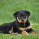 How to Care for a Rottweiler Puppy: The Essentials