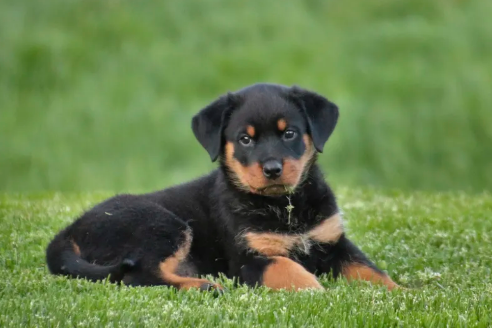 how to care for a rottweiler puppy