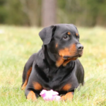 outdoor toys for rottweilers
