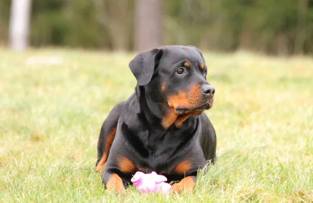 outdoor toys for rottweilers