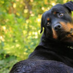 Nurturing New Life: A Guide to Pregnant Rottweiler Care