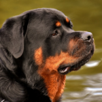 <strong>Purebred Rottweiler Health Problems: Challenges of Responsible Breeding</strong>