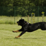 Rottweiler Health Care: Tips for Keeping them Healthy and Active