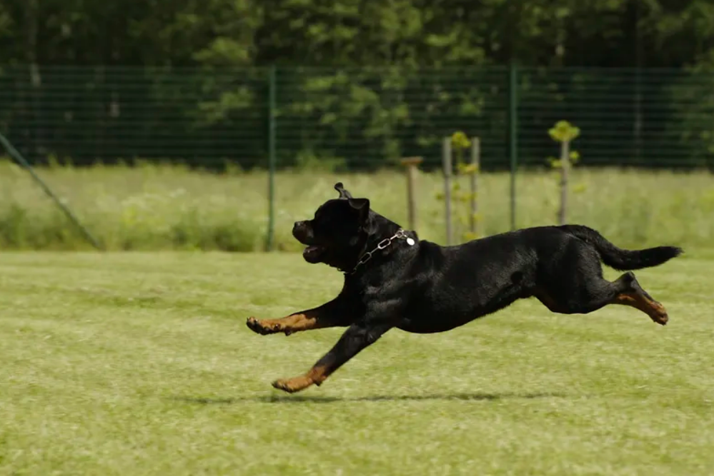 Growing Pains: Dealing with Adolescent Rottweiler Behavior