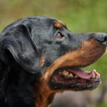 Rottweiler Health Alert: Understanding and Managing Cancer