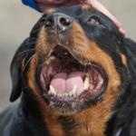 Rottweiler Health Problems Symptoms: A Head-to-Tail Checklist