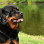 Famous Rottweiler Spanish dog names for male
