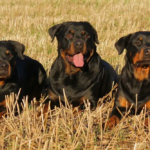 Expert Tips for Caring for a Pregnant Rottweiler: A Comprehensive Guide