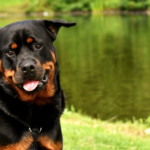 <strong>Rottweiler Proof Toys: The Importance of Regularly Rotating Toys</strong>