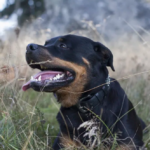Rottweiler-Proof Toys: How to Choose the Right Rottweiler Toy