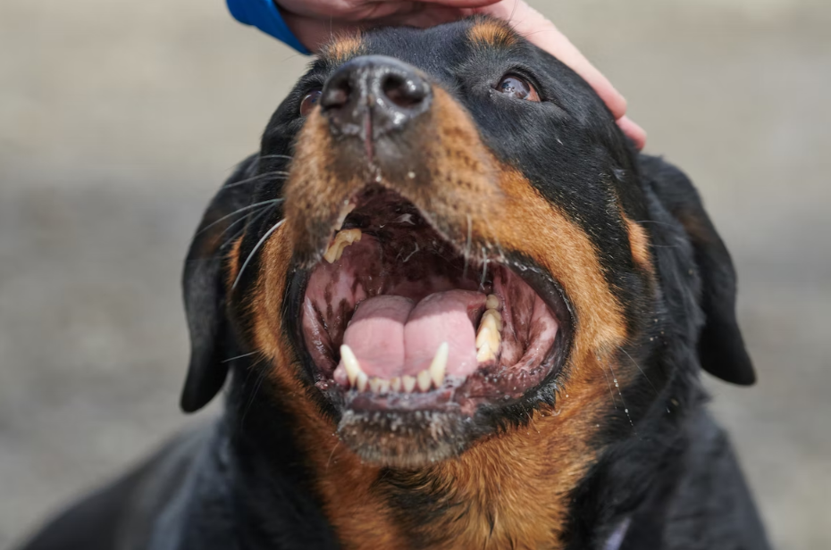 rottweiler toy aggression