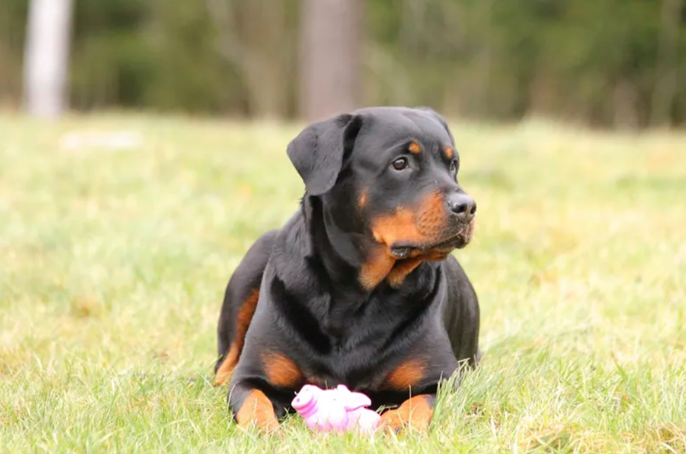 rottweiler toys for sale