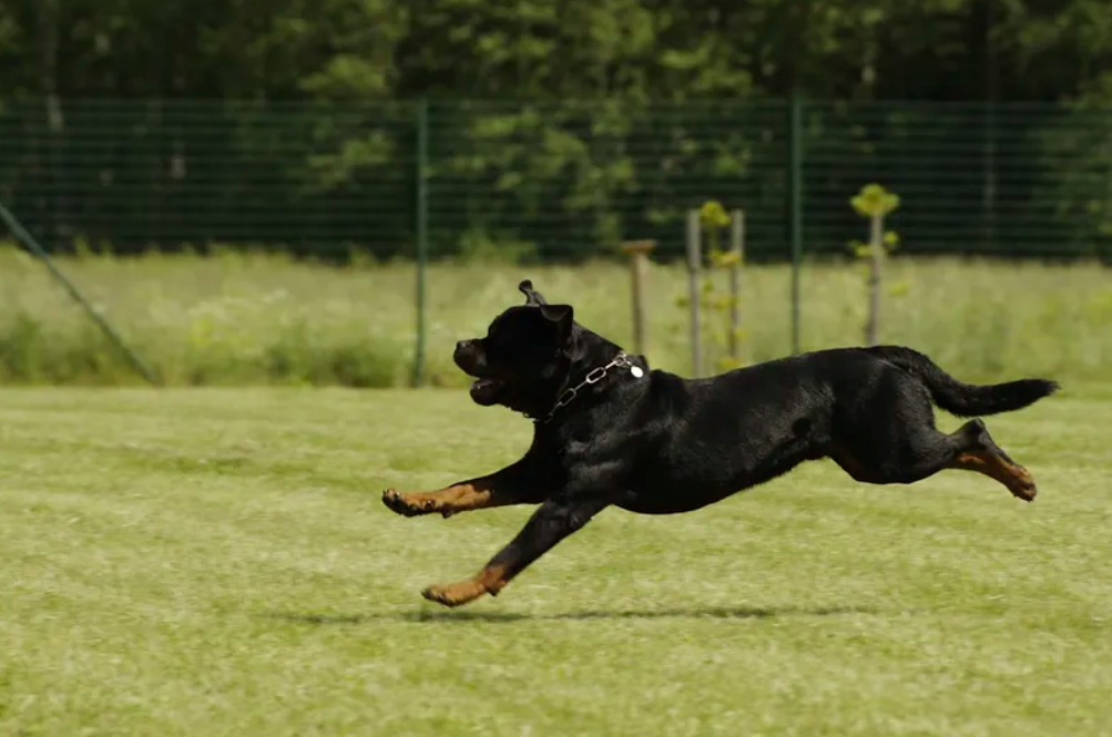 Tug of War: Rottweiler Toys for Interactive Play