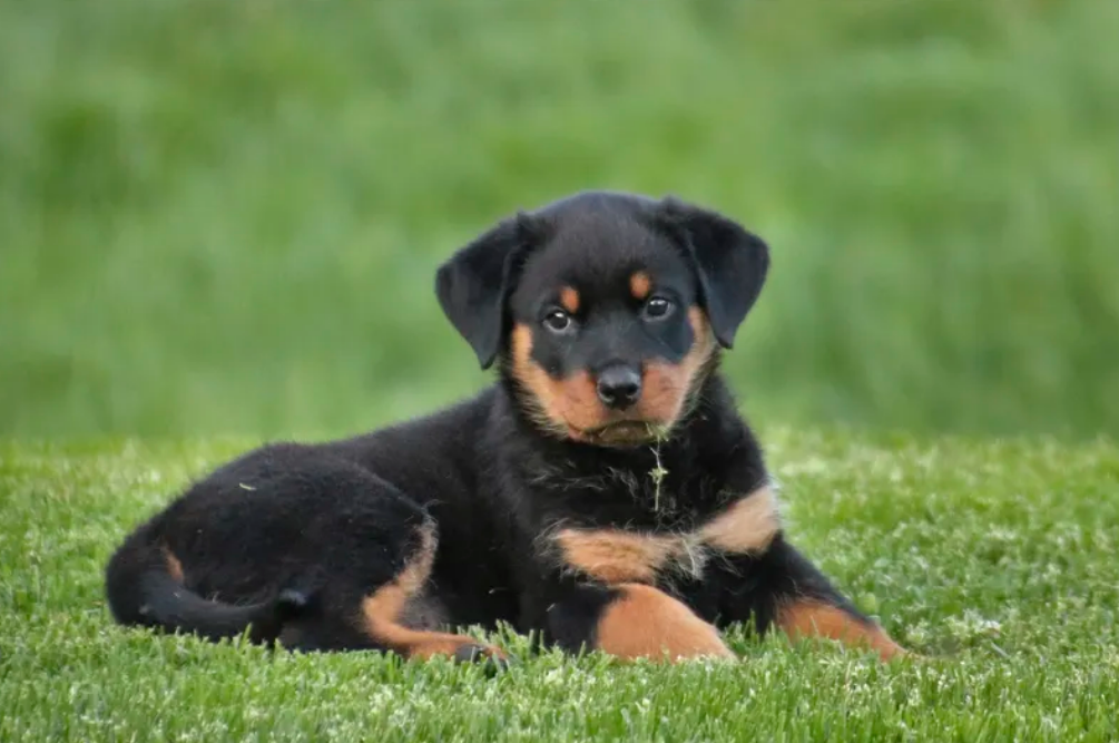 toy rottweiler for sale