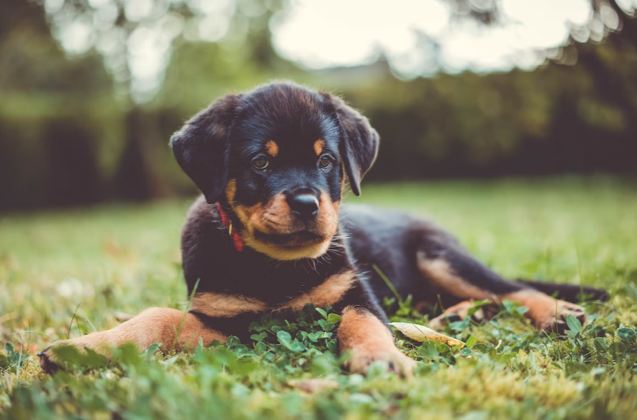 toys for rottweiler puppies