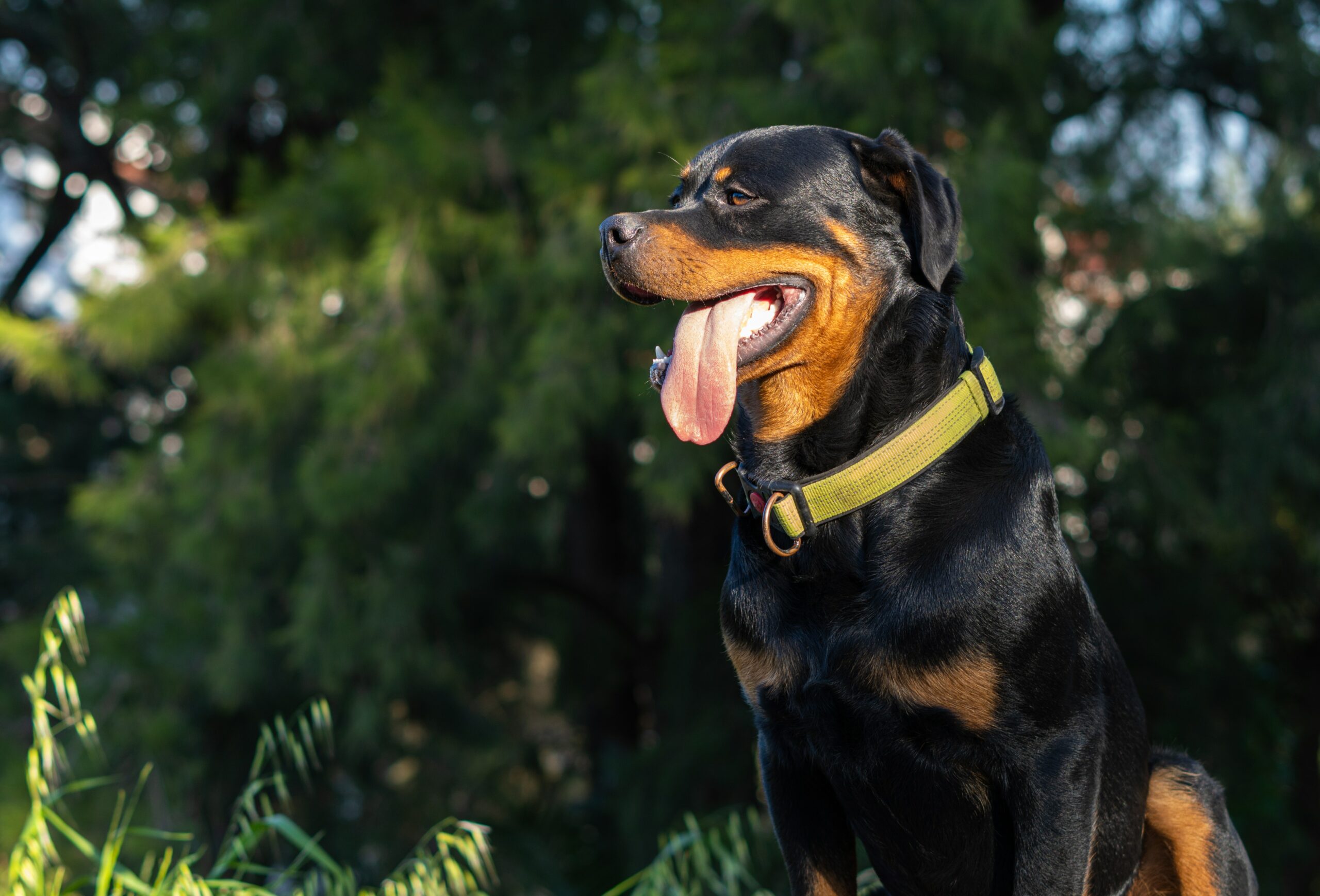 toys for rottweilers
